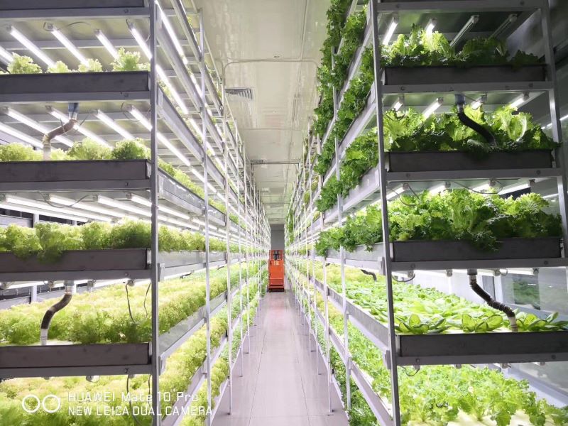 水培植物工廠設(shè)備生產(chǎn)廠家